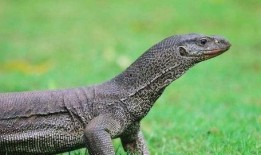 印度巨蜥爆料新闻最新版,揭秘神秘生物的生存现状与挑战