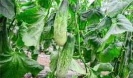 今日吃瓜 网红吃瓜,今日热门话题大揭秘